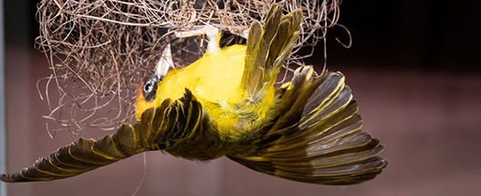 tl_files/sonderausstellung/2022-Tierbauten/540-2022_05_30_Tierbauten_9498.jpg