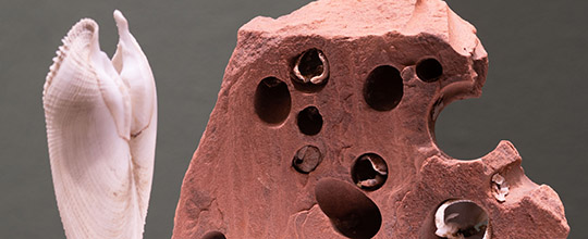 tl_files/sonderausstellung/2022-Tierbauten/540-2022_05_30_Tierbauten_9517.jpg