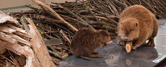 tl_files/sonderausstellung/2022-Tierbauten/540-2022_05_30_Tierbauten_9527.jpg