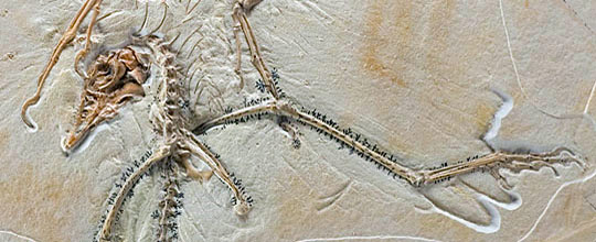 Archaeopteryx