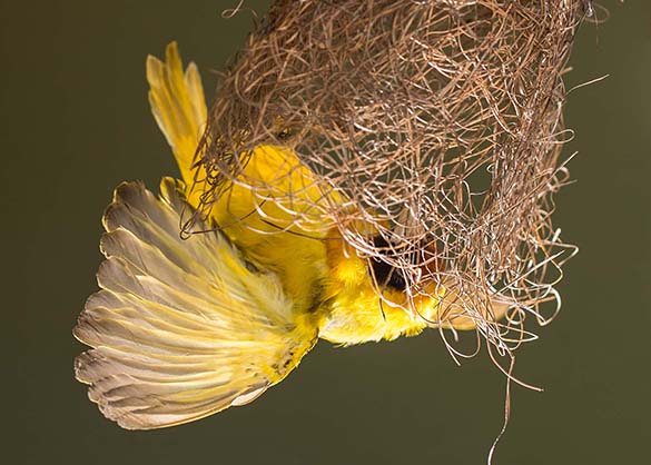 tl_files/sonderausstellung/webervogel_klein_jpg.jpg